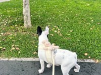 Gaziantep yavru french bulldog
