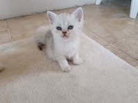 Safkan british shorthair yavrularımız