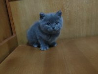 52 günlük british shorthair yavrularımız