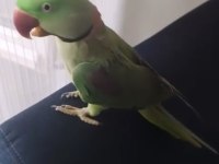 Full Evcil Alexander Papağanı