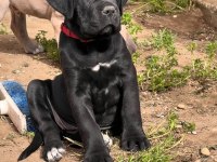 Dolandırılmaya son heryerden elden teslim cane corso
