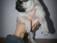 Pug Mops Dişi yavrumuz