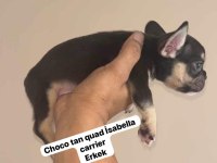 CHOCOLATE TAN QUAD İSABELLA CARRİER ERKEK MİCRO FRENCH
