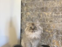 TESLİME HAZIR BRITISH LONGHAIR SILVER YAVRULARIM 
