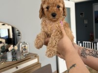 Toy poodle ev doğum