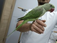 5 Aylık El Beslemesi Erkek Alexander Jumbo Boy Full Evcil