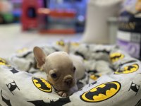 Egzotik mavi gözlü french bulldog bebek