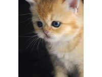 British Shorthair Yavruları
