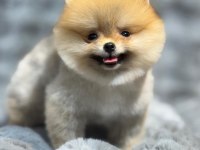 A kalite ırk sağlık garantili pomeranian boo yavrular