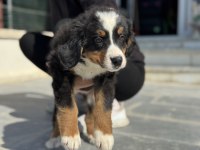 Petmode köpek çiftliğinde ziyarete açık bernese 