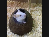 81 İle Güvenli Hamster Gönderim Sağlayan Tek Firma