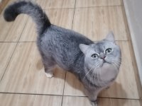 Kedimiz benekliyi sahiplendirmek istiyorum