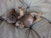 Erkek Blue And Tan İsabella Carrier French Bulldog Yavrular