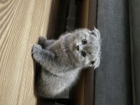 50 günlük scottish fold yavrular