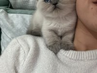 Blue point insan canlısı bebek scottish fold