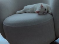 Ücretsiz dişi british shorthair