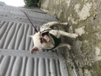 French bulldog 0 burun 0 kuyruk