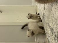 Yeni yuvalarına gitmeye hazır british shorthair kediler