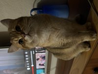 British shorthair oğlumuza eş arıyoruz