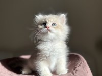 Nadir Renk Blue Golden Ay11 British Longhair