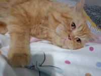 Persian Red Tabby İran Kedisi
