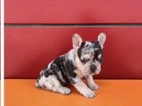 EGZOTİK RENK FRENCH BULLDOG BEBEKLER