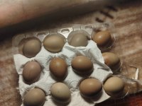 Egzotik hücre bıldırcını ve kuluçkalık yumurta