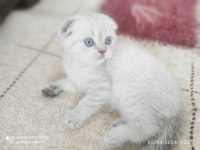 A kalite scottish fold yavrularımız