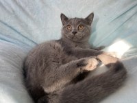 British Shorthair Topidik Yeni Yuvasını Arıyor