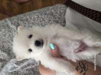 Muhteşem pomeranian minik ayıcıklar yuvanıza uğur getirecek