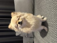 Minyatür pomeranian wc eğitimli uyumlu uysal