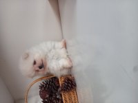 Mükemmel kalitede teacup kar beyaz pomeranian bebekler