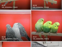 Show jumbo muhabbet kuşu yavrular