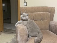 Orjinal scottish straight shorthair