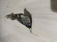 Grey Sultan Papağanı Yavrusu
