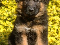 ALMAN ÇOBAN KÖPEĞİ YAVRULARI