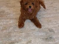 İzmirde Kore Poodle Yavru