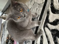 ERKEK BÜTÜN AŞILARI TAM SCOTTİSH FOLD