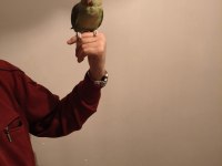 Acil satılık alexander papağanı