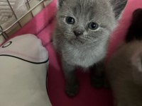Kalan 4 british shorthair yavrumuzu sahiplendiriyoruz