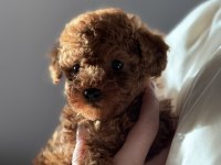 Irkının Güzeli Toy Poodle