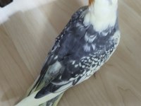 Ele alışık evcil sultan papağanı yavruları 1.5 2aylık