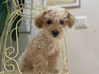Maltipoo ve Poodle Köpeğimiz
