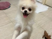 Çok şirin ve çok tatlı pomeranian