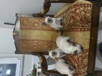 4 tane yavru siyam kedisi