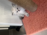 BRİTİSH SHORTHAİR KEDİLERİM