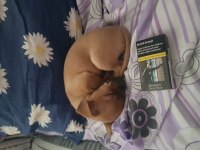 3.5 aylık dişi minyatür pinscher