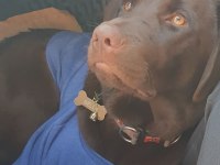 labrador chocolate BELLAya yuva arıyoruz