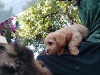 Sağlık ve ırk garantili maltipoo yavrular