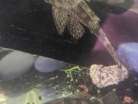 2.5-10 cm arası cüce vatozlar